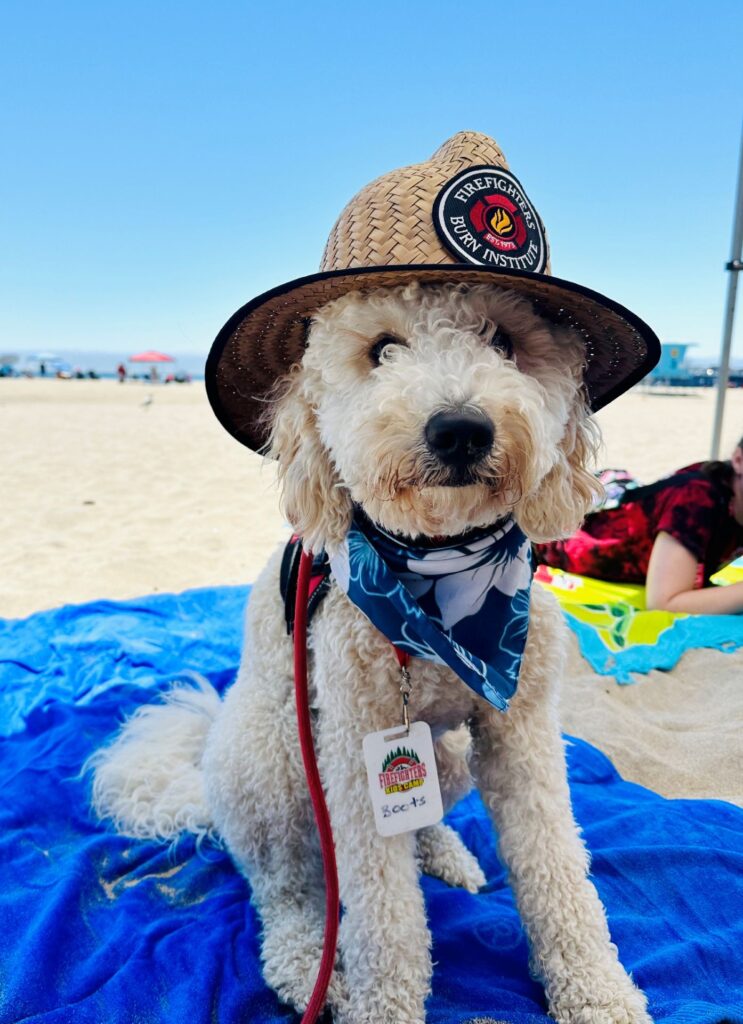 Boots the Dog headshot